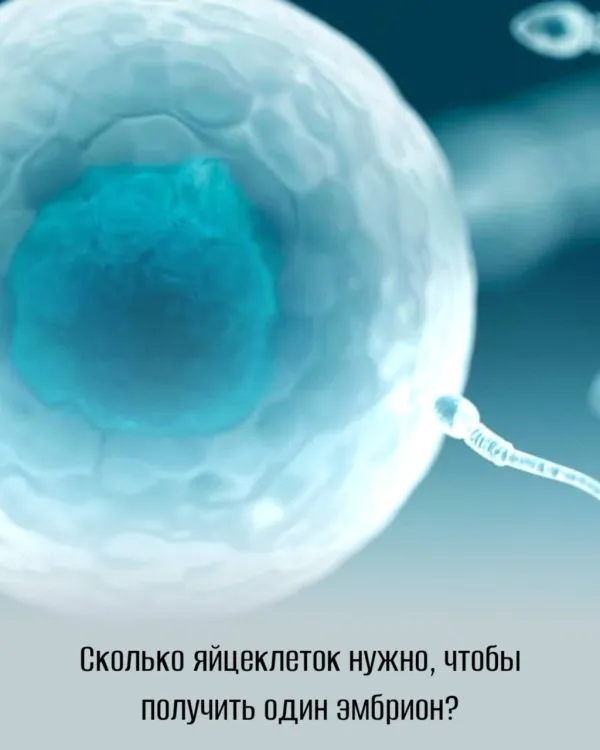 Сколько яйцеклеток нужно, чтобы получить один эмбрион?